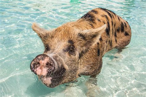 swimming pigs pearl island|Nassau Pearl Island Swimming with Pigs Excursion